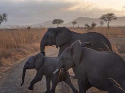 8-DAY ULTIMATE LUXURY SAFARI: DISCOVERING TANZANIA'S WILD TREASURES