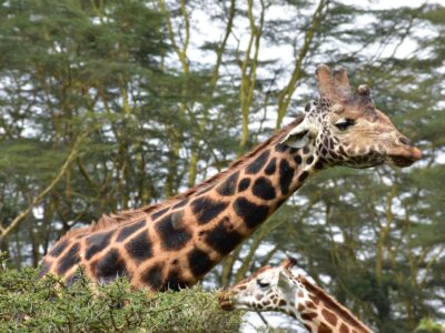 10-DAYS OF HONEYMOON SAFARI AND ZANZIBAR BEACH ESCAPE