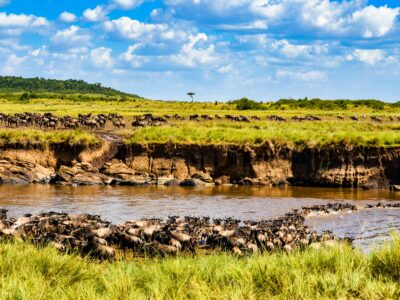 7-DAY BUDGET CAMPING SERENGETI WILDEBEEST MIGRATION SAFARI