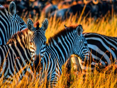 Classic Safaris