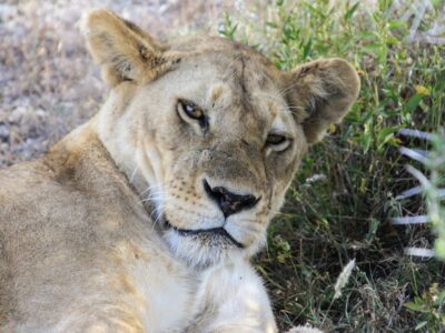 DAY TRIP TO NGORONGORO CRATER