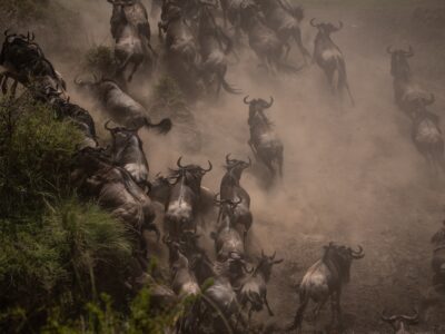 How fast can wildebeest run?