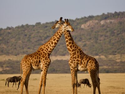 12-DAY TANZANIA BUSH TO BEACH FAMILY SAFARI ESCAPE
