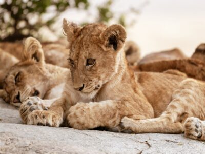 08-DAY SERENGETI WILDEBEEST MIGRATION ADVENTURE SAFARI