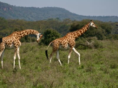5-DAYS TANZANIA CLASSIC HONEYMOON SAFARI