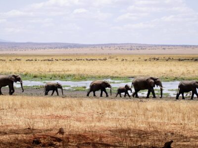 DAY TRIP TO TARANGIRE NATIONAL PARK