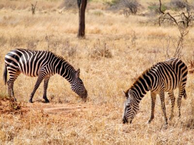 5-DAYS OF AFRICAN BUDGET CAMPING SAFARI ADVENTURE