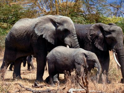 9-DAYS WILD WANDERLUST: TANZANIAN SAFARI AND TRIBAL ODYSSEY